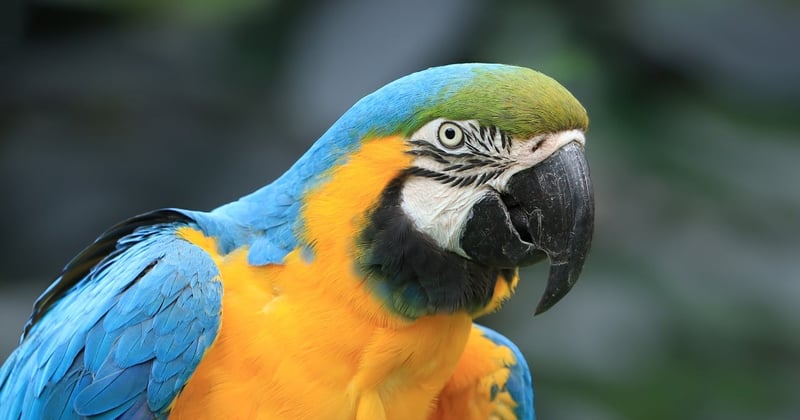 Explorer la jungle amazonienne : le guide ultime pour aventuriers audacieux